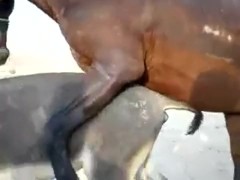 Seks animal Bestiality Sex